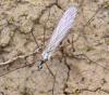 Dicranomyia sp.
